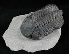 Drotops Trilobite Fossil - Nice Eye Preservation #25831-1